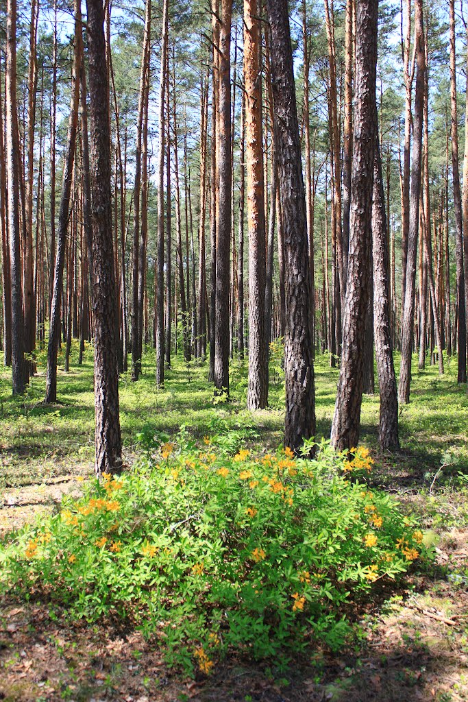A bush of azalea pontica in the pine wood.