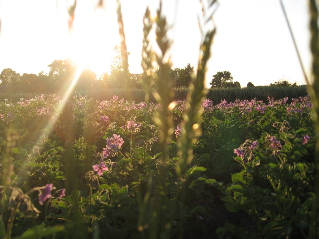 potatoe field