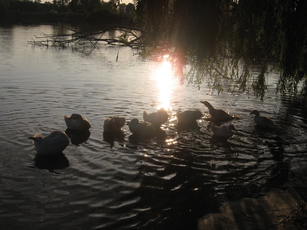 Good evening, Sun!