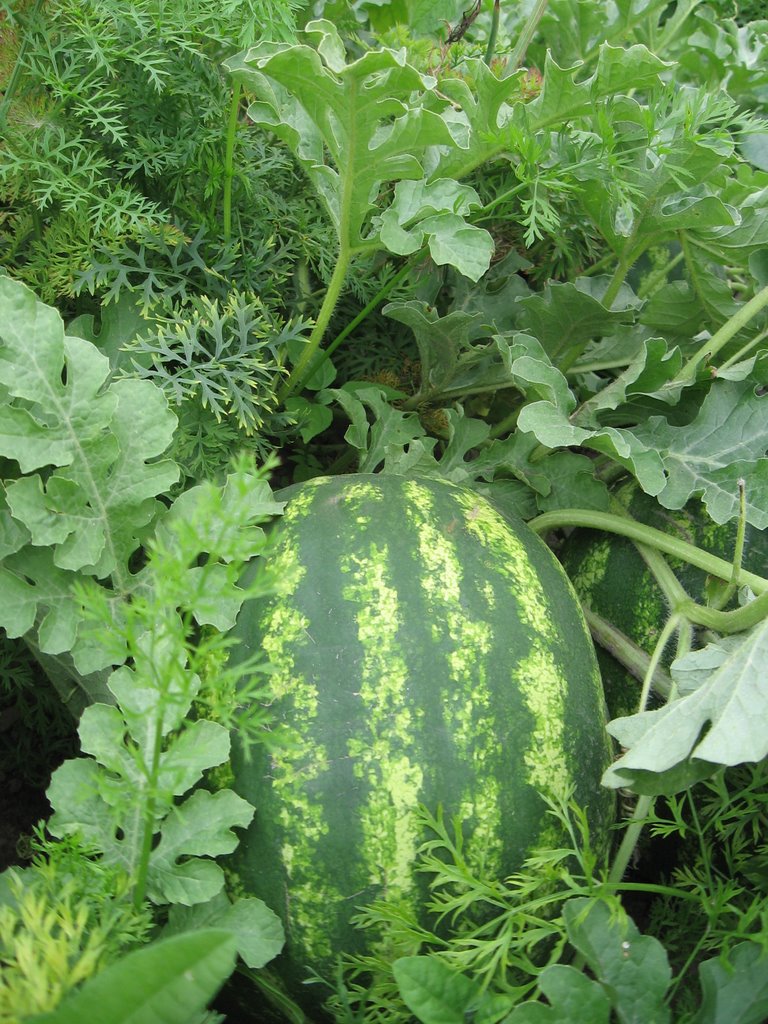 watermelon