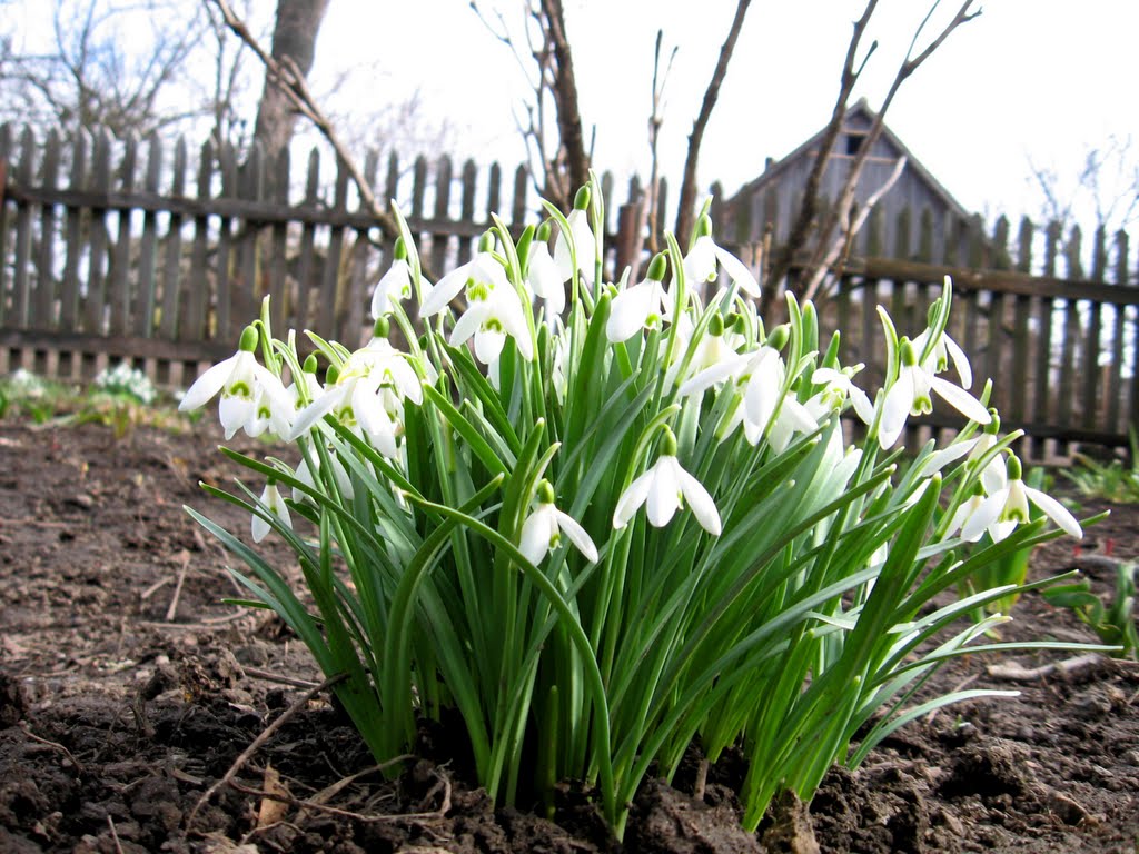 Snowdrops