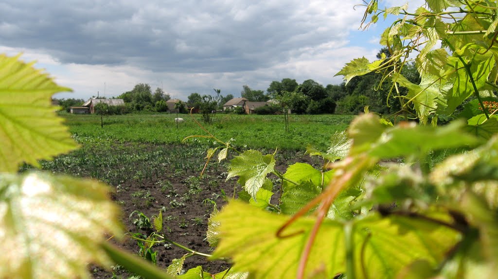 Ukrainian field