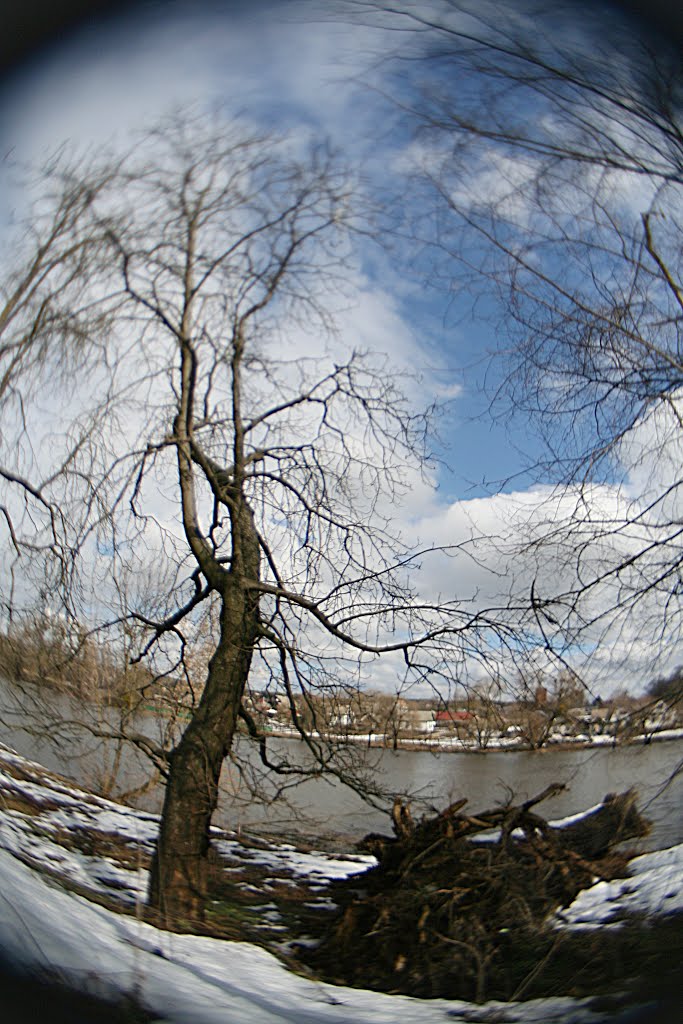 Tree and fallen tree