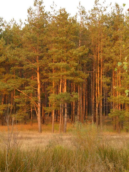 Forest near Krupchatka
