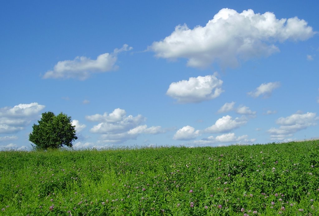 Field