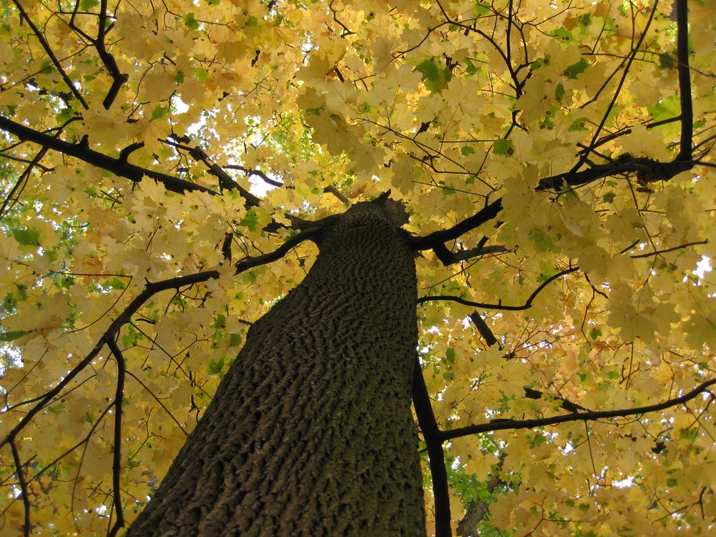 »  	maples in the central park of Malyn