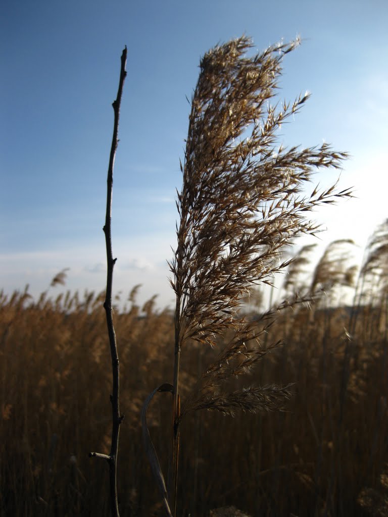 only reeds stretched out like the sea around