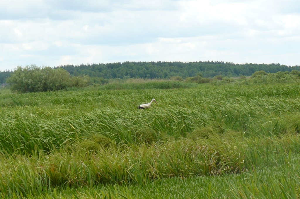 Журавль