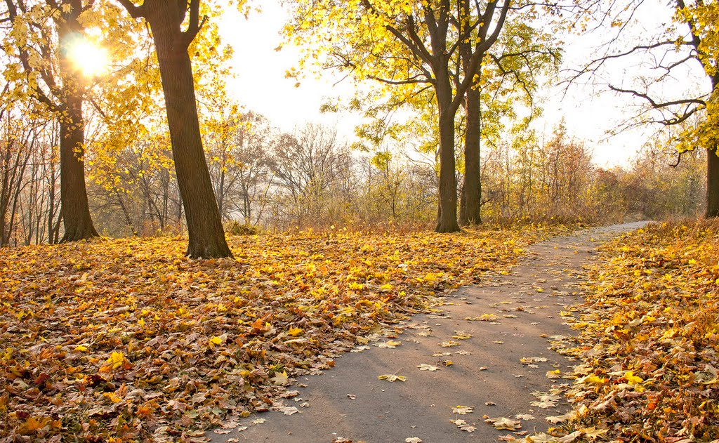 Доріжка в парку Перемоги, осінь