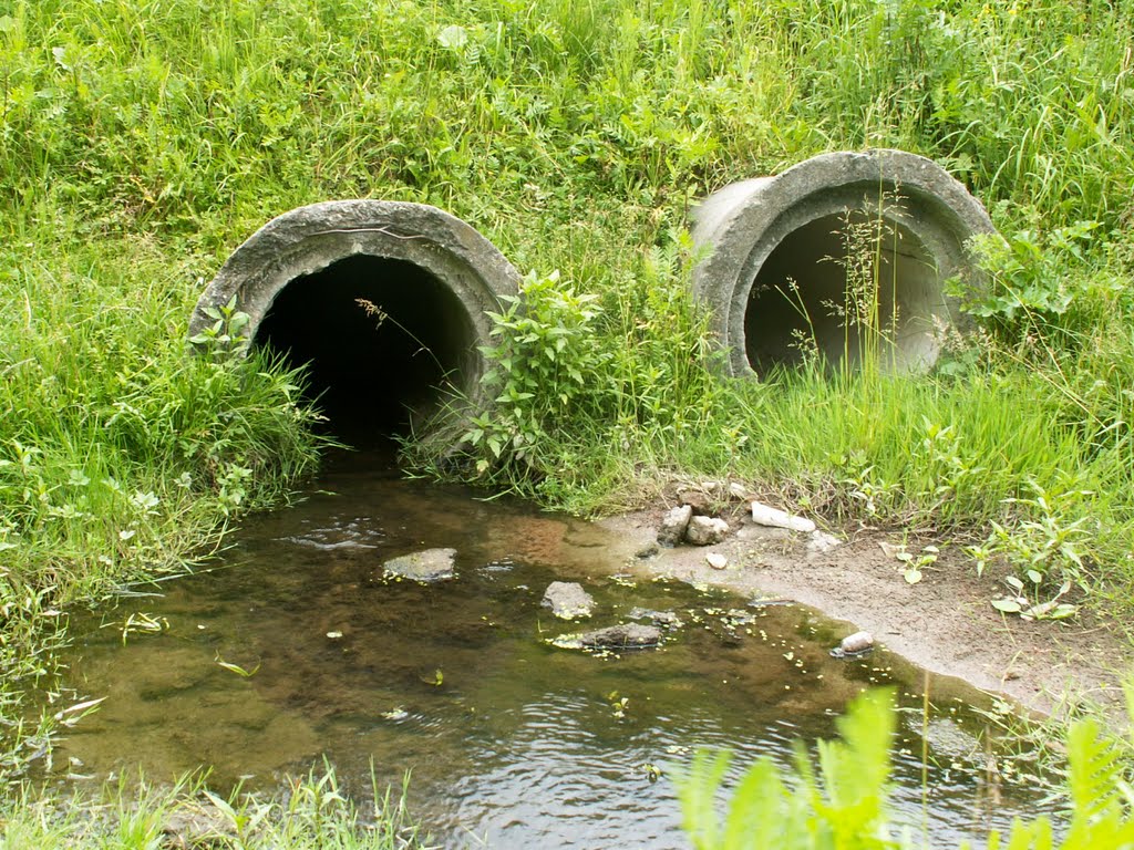 Болото ниже дамбы