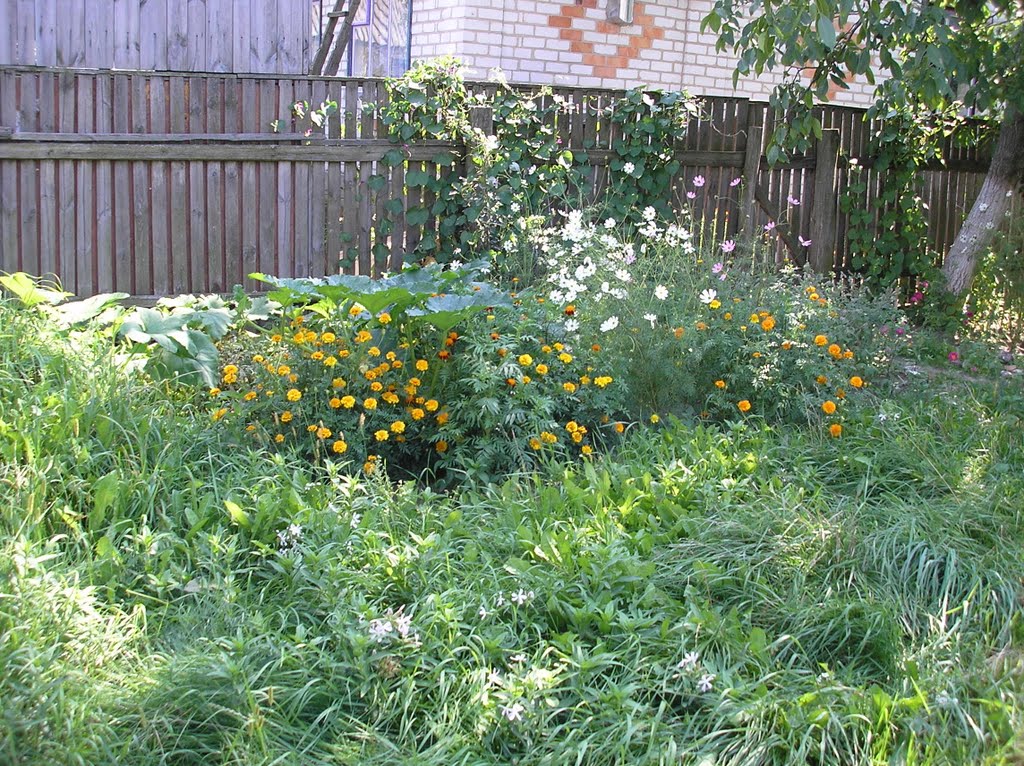 flowers in my yard