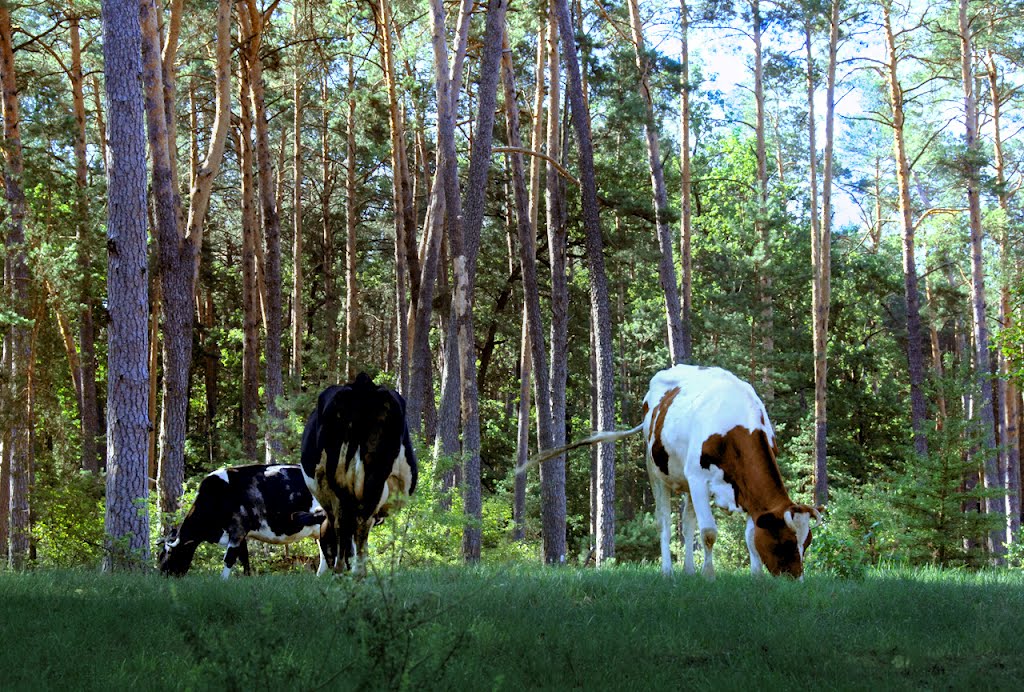 Cows