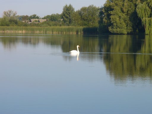 Лебедь