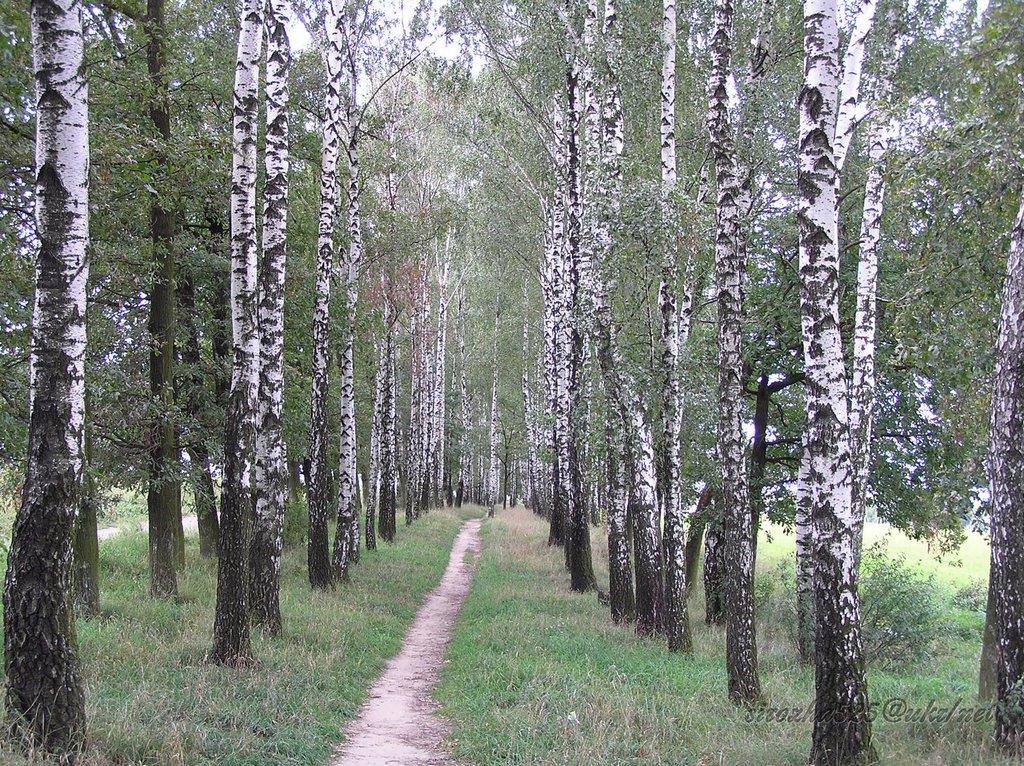 В березові посадці