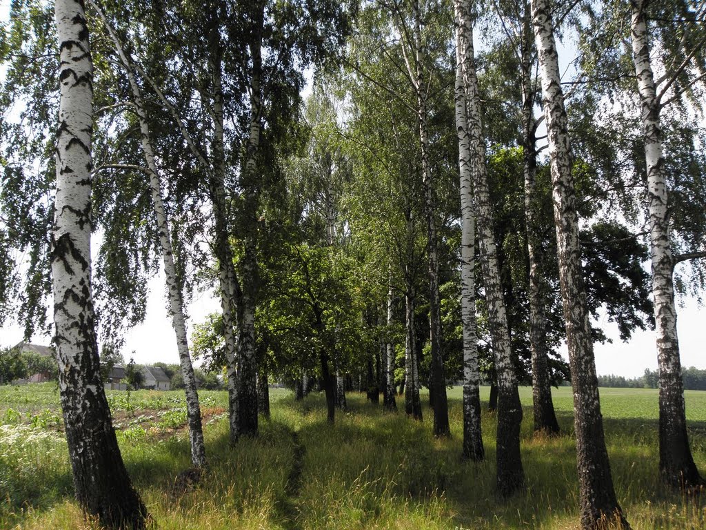 2-га березова посадка