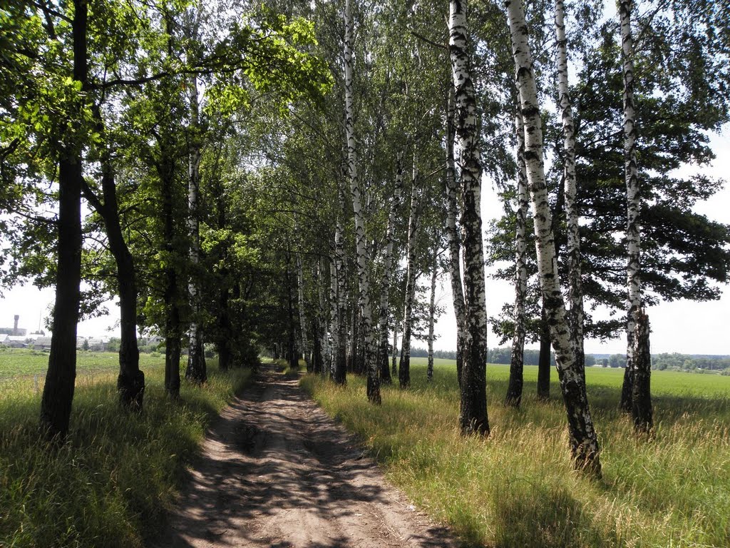 В 3-тій березовій посадці