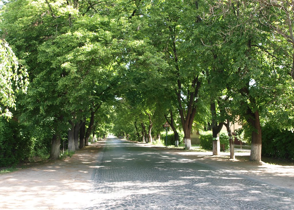 Улица Шевченко / Shevchenko street