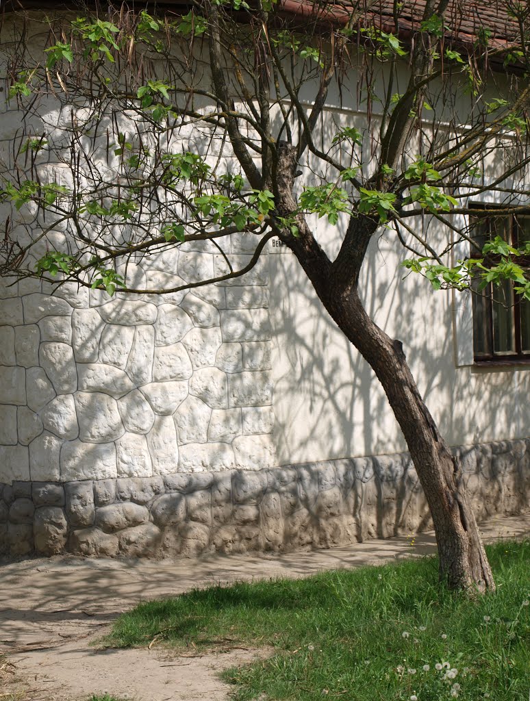 Дерево и тень / The tree and its shadow