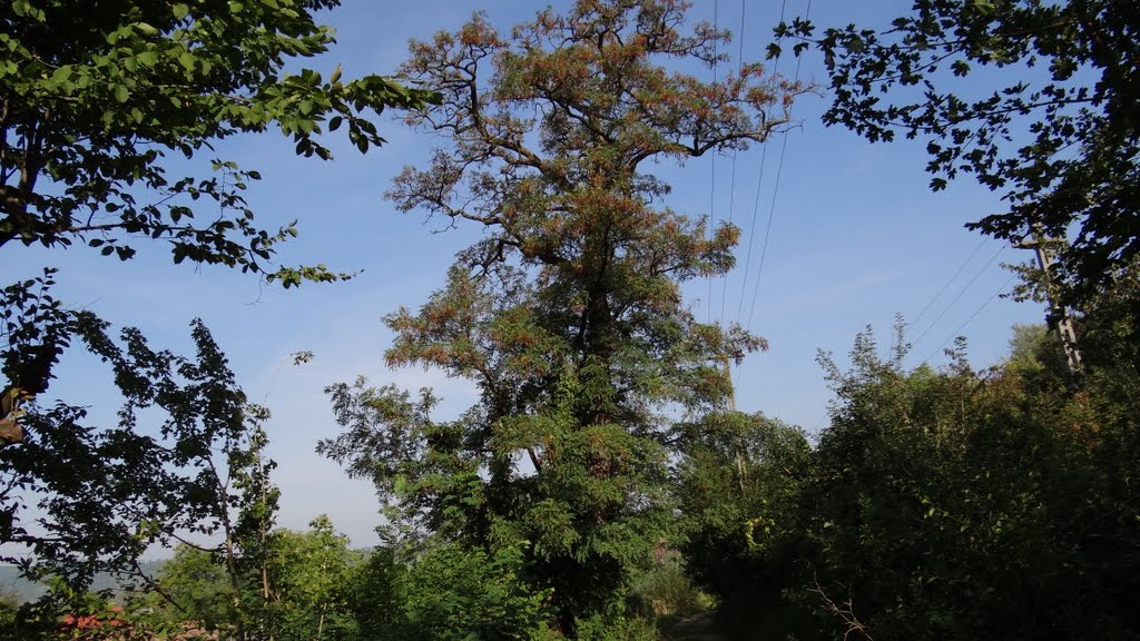 Bocicoiu Mare