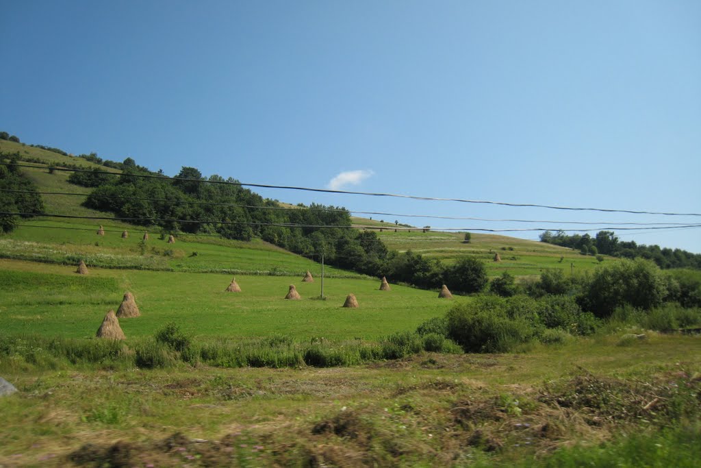 Сено. Hay.