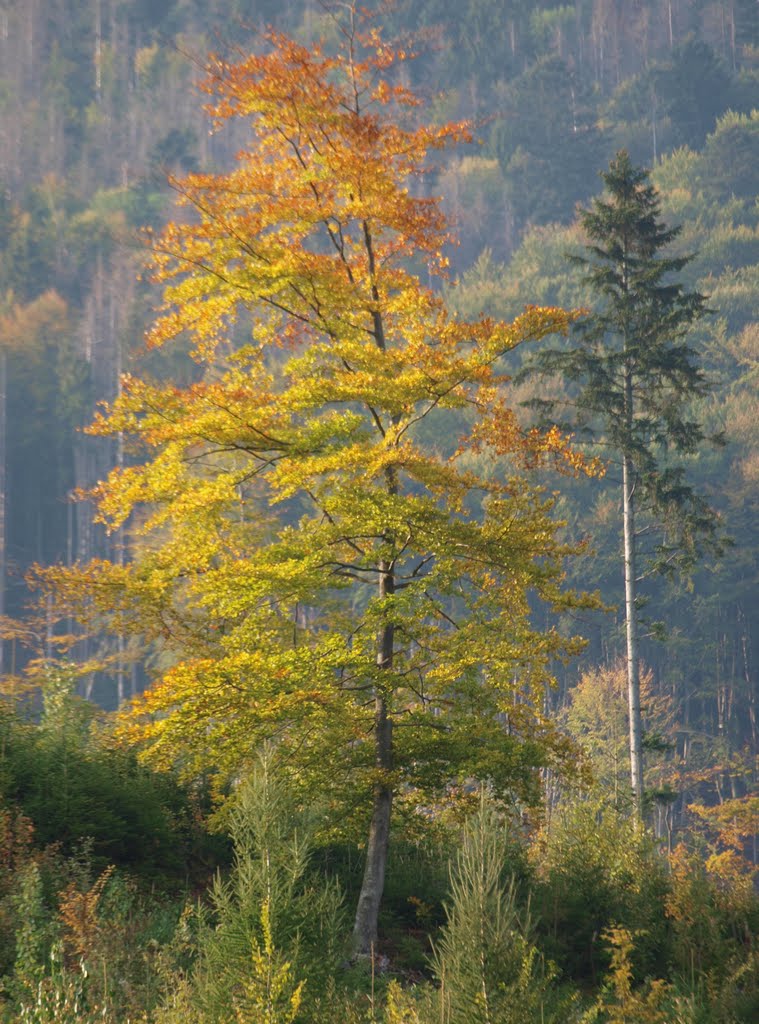 Осенью