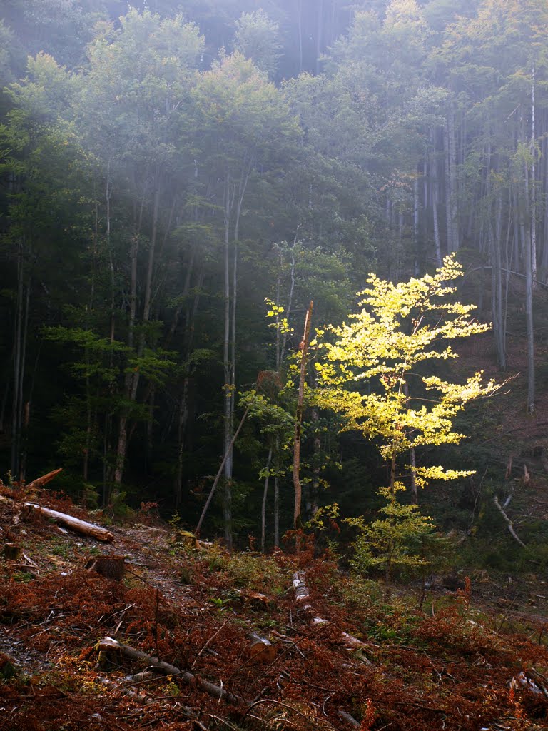 Дерево в луче / Tree in the ray