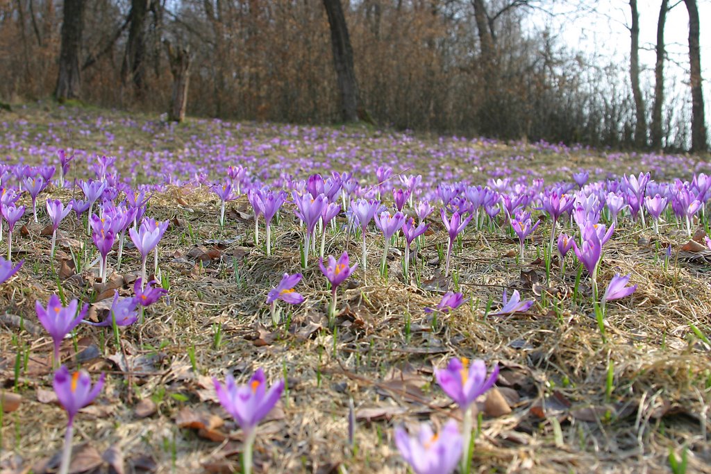 Пролiски
