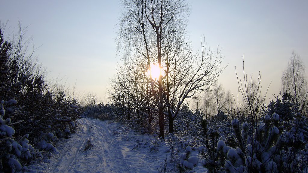 Зимова лісова дорога. Winter forest road