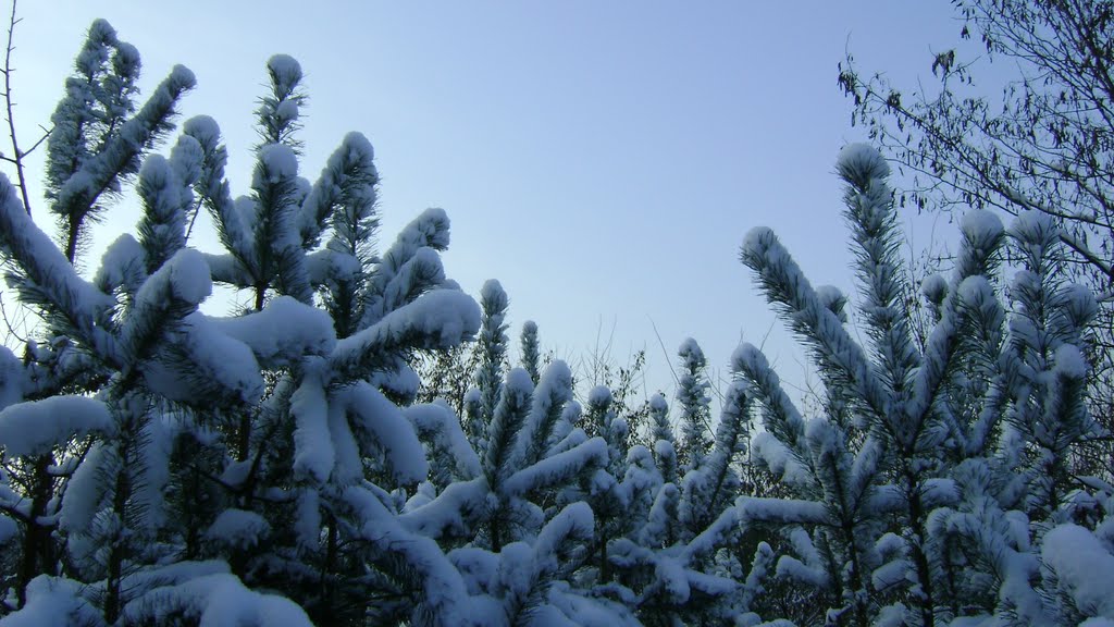 Сосновий ліс. Pinewood