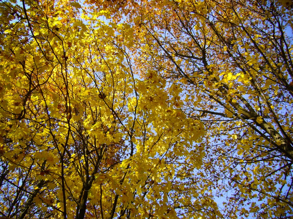 Осінній Парк 3. Autumn Park 3.