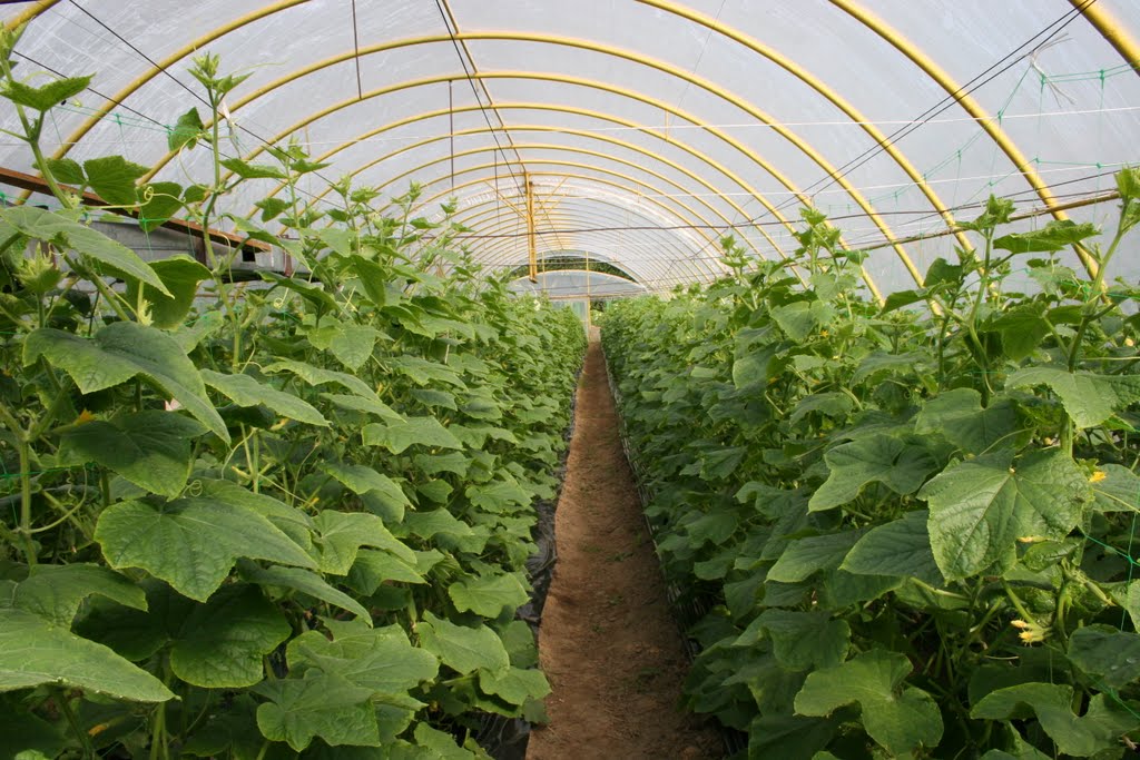 Loza, Farm