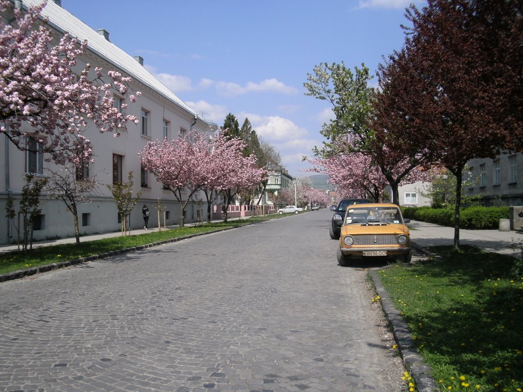 Tavaszi napsütés / Sunshine in The Spring