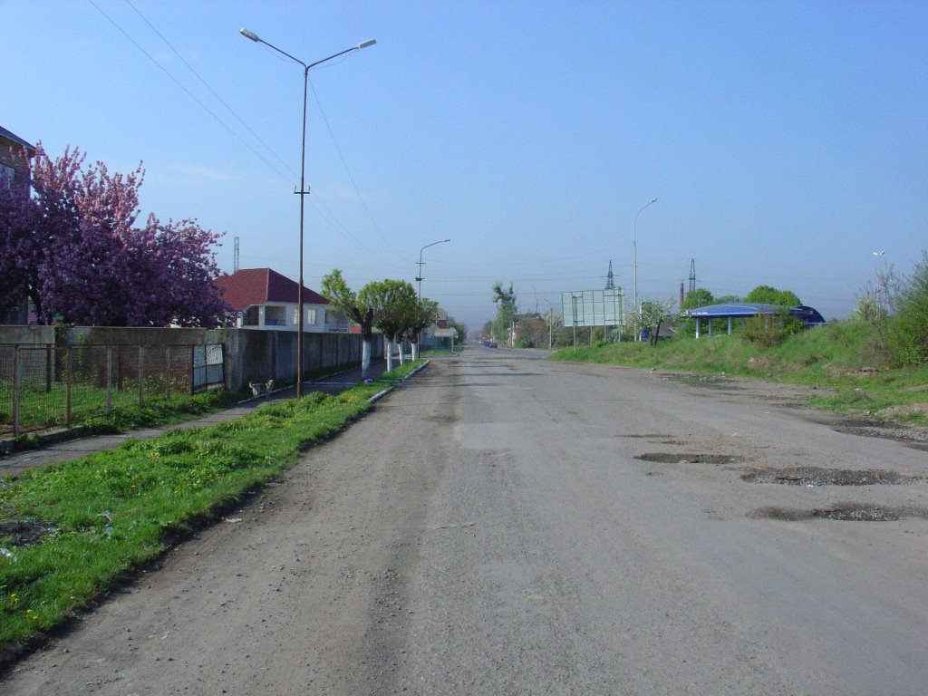 Берегівська-об"їзна вул., сакури, ранок 19 квітня 2009 (Великдень)