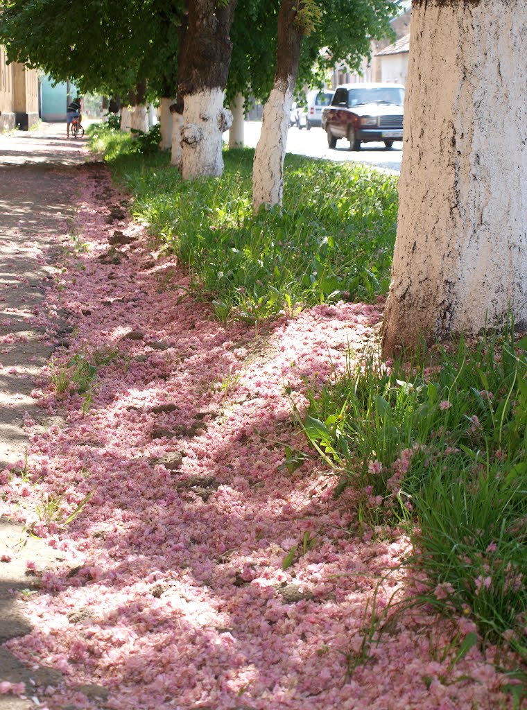 Сакуры отцветают / Sakuras shed their blossoms