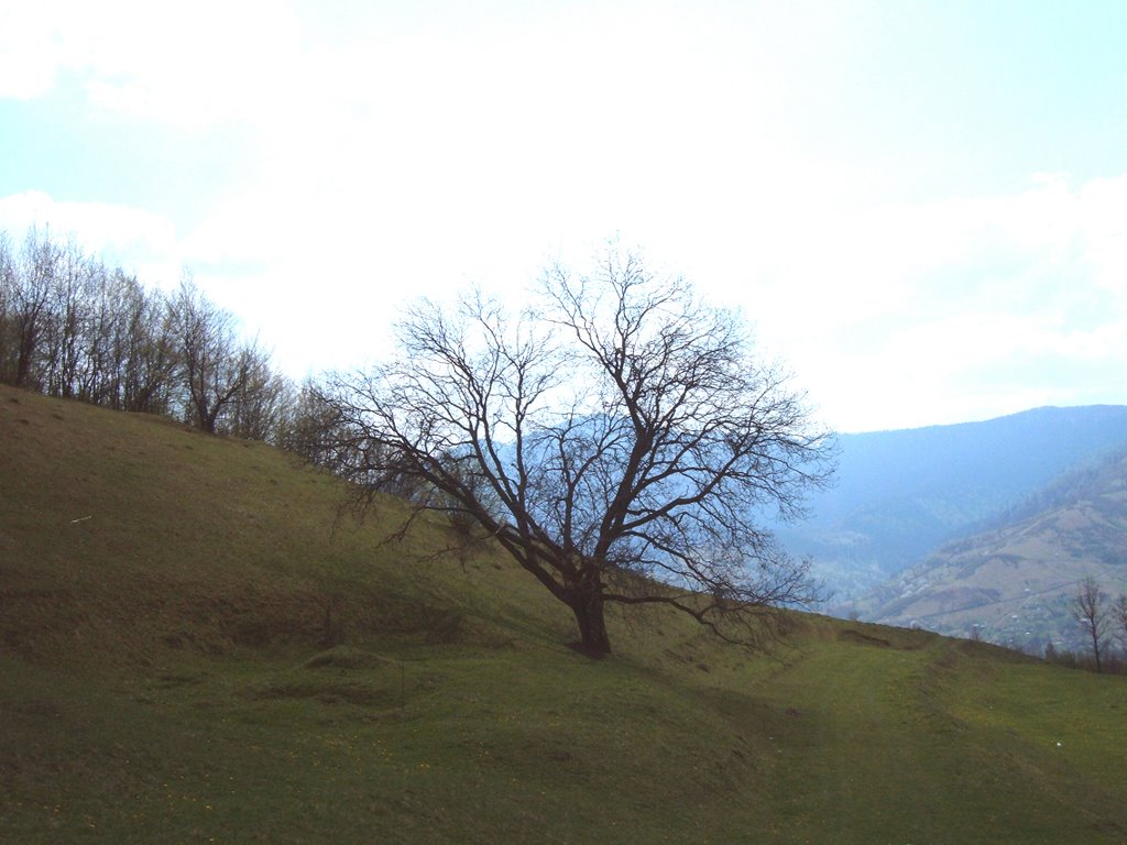 Rakhiv
