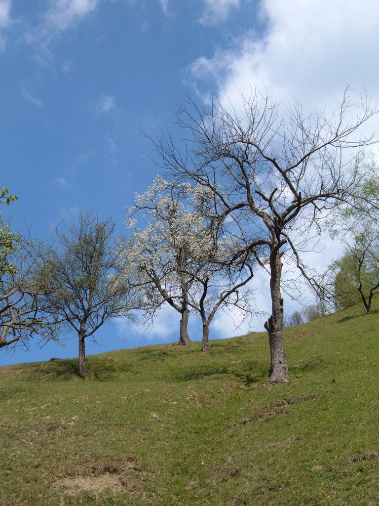 Rakhiv