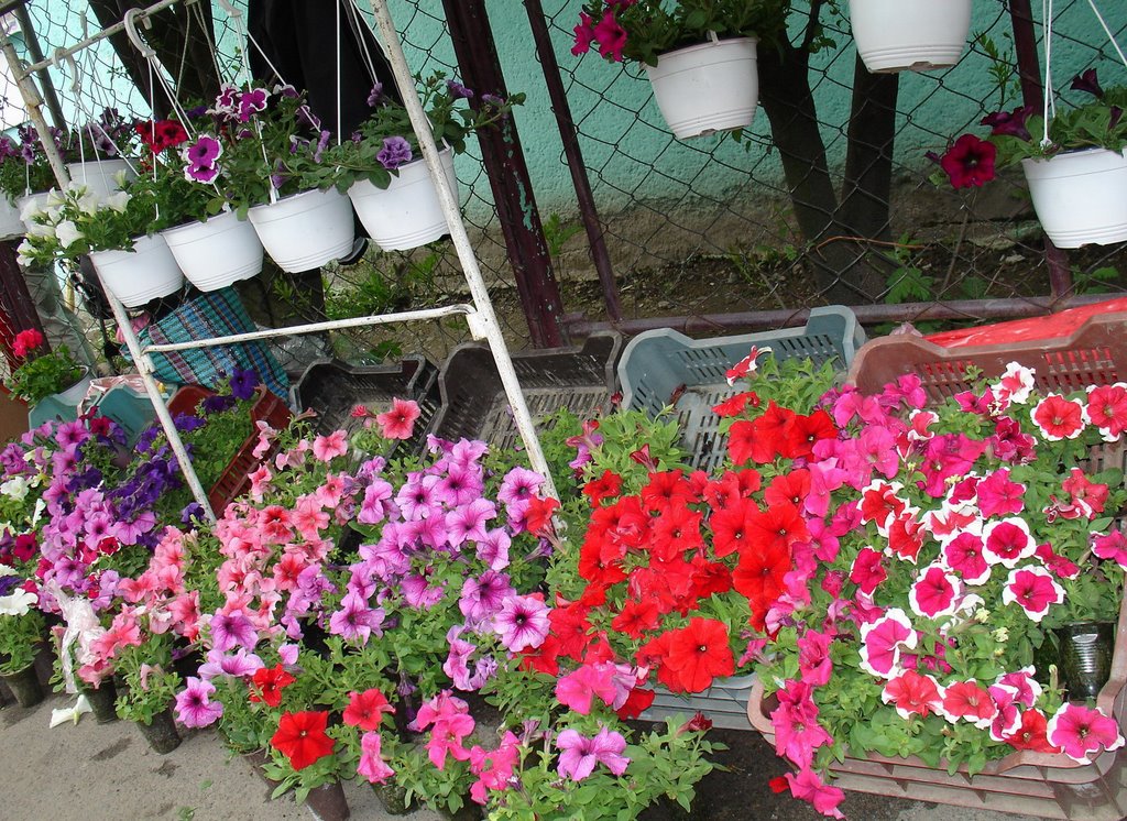 Цветочный рынок (Floral market)