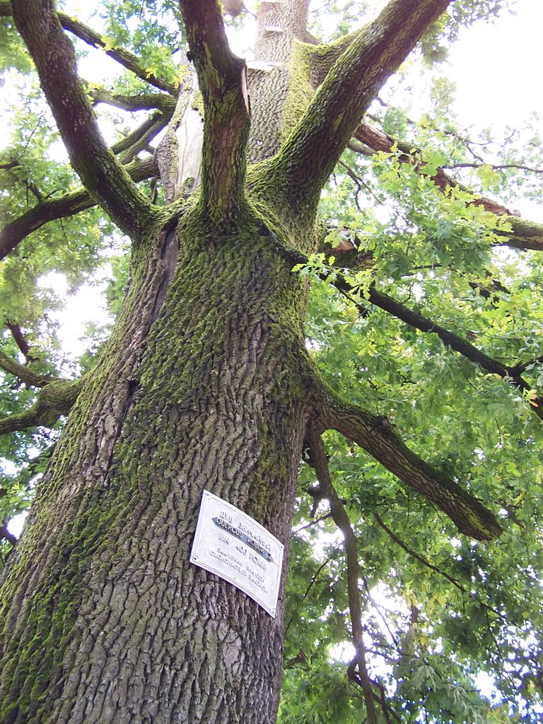 a híres öreg fa - the famous old tree