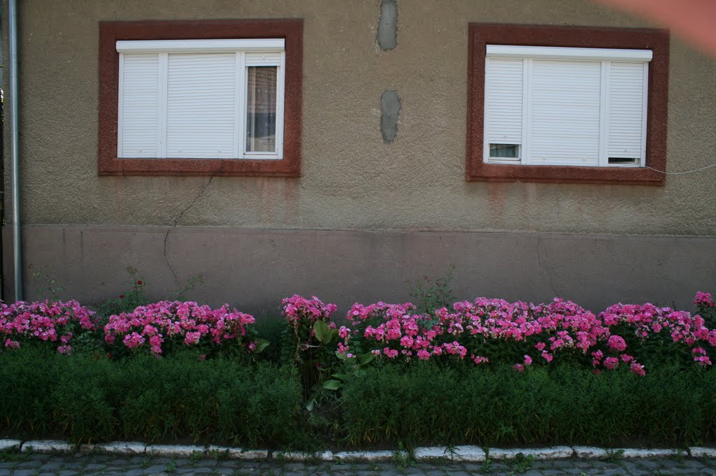 eyes house