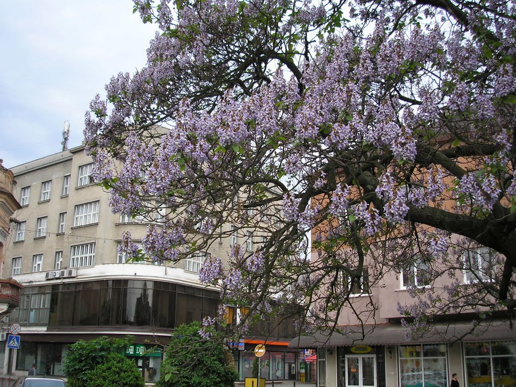 пл.Корятовича,11.05.2007(Павловния или Адамово дерево)