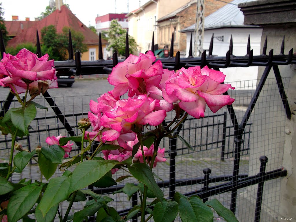 Розы