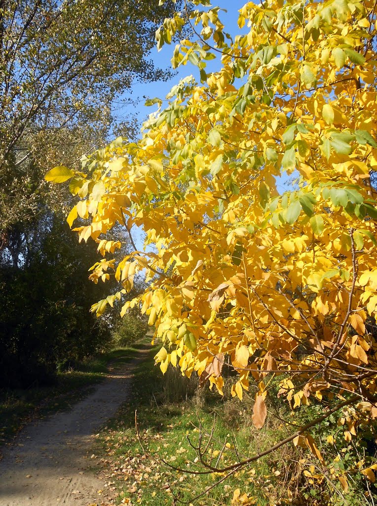 Золотая осень  /  Golden Autumn