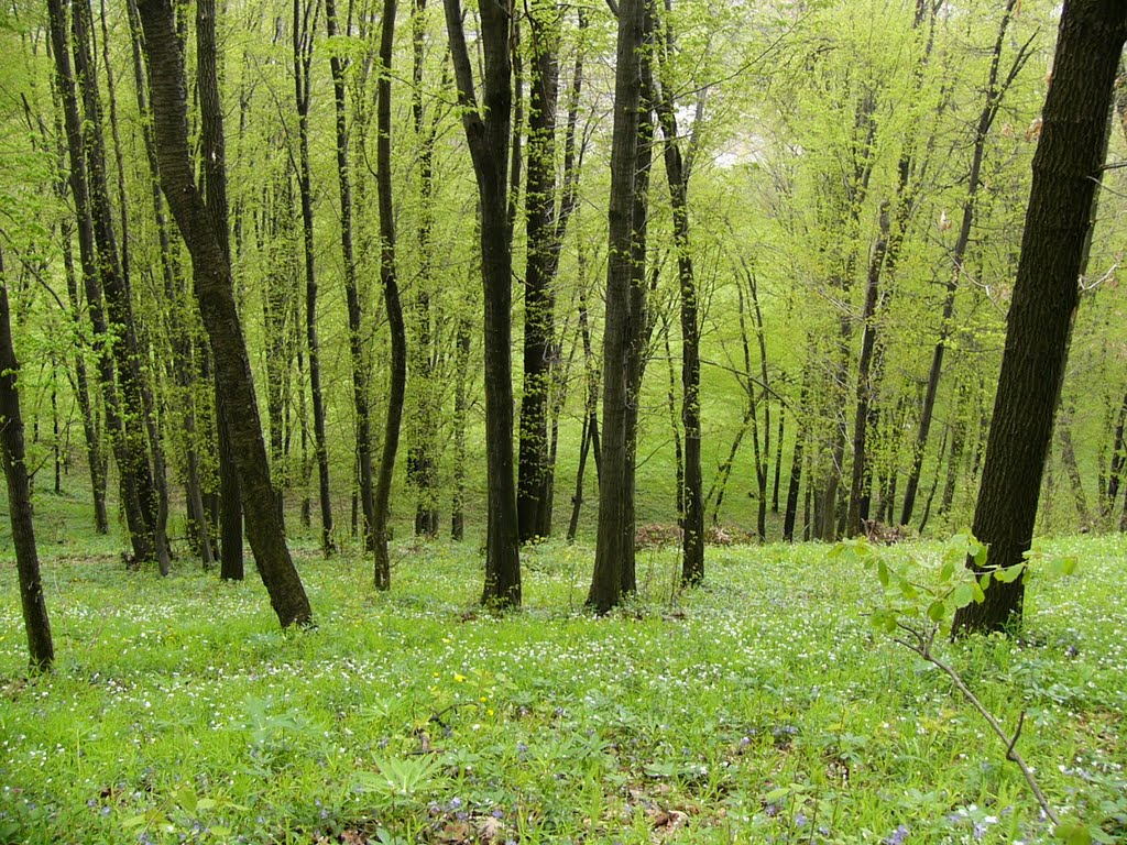 Erdő a huszti várrom mellett