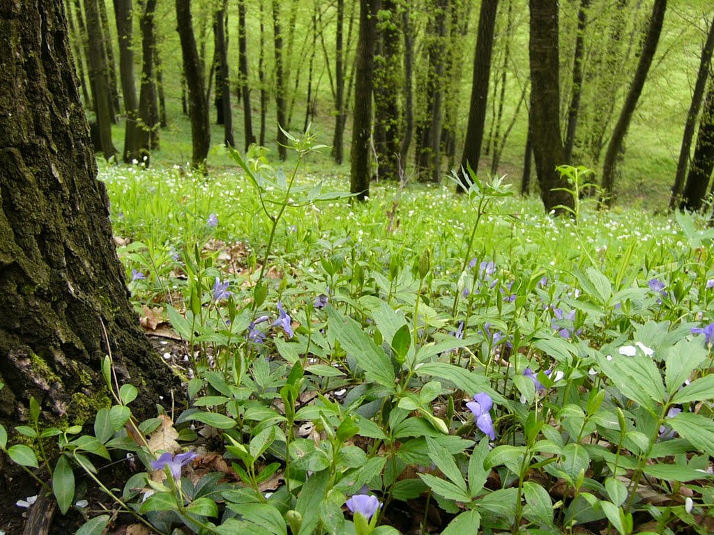 A várrom felé