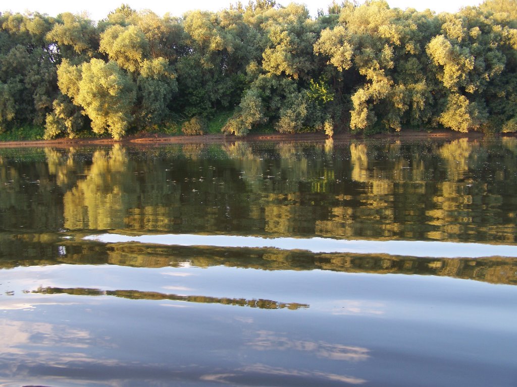 Tisza virágzás