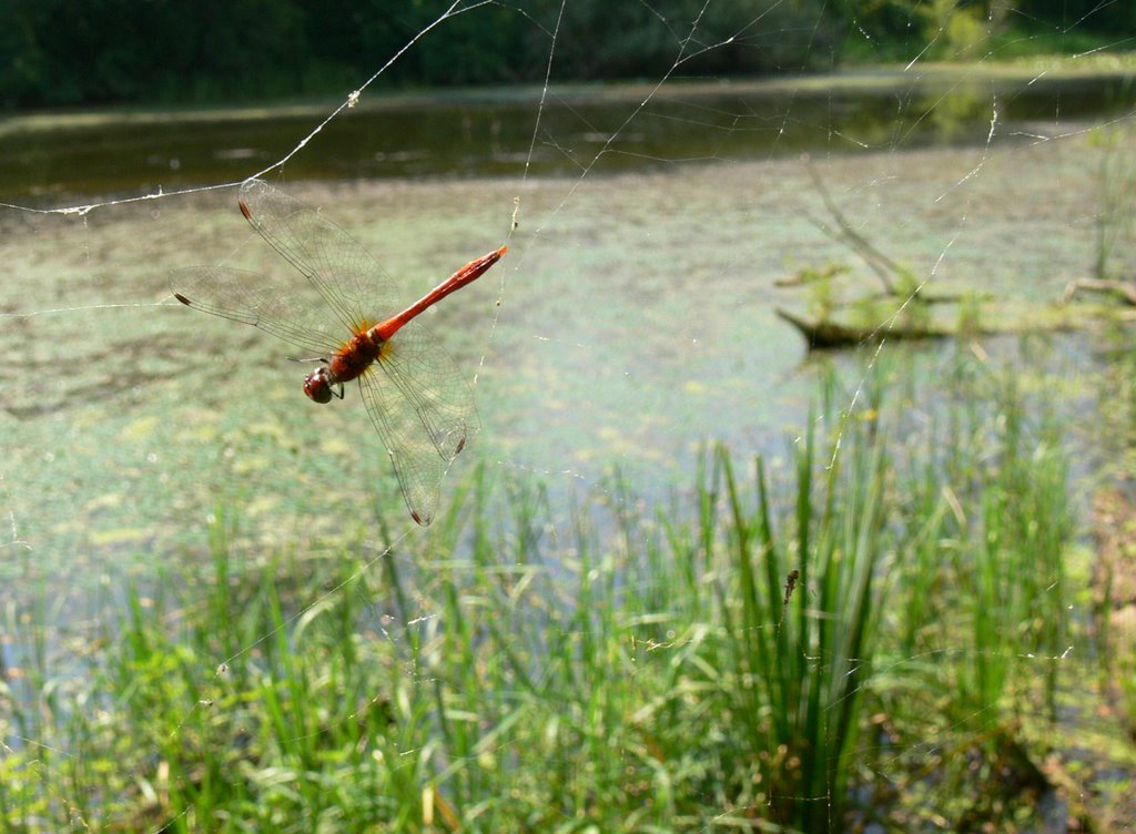 Unusual place - in the web