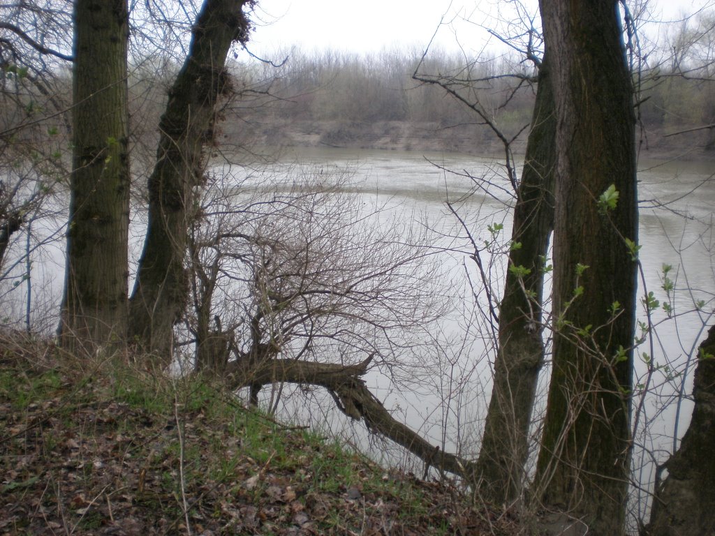 Tisza Csapnál