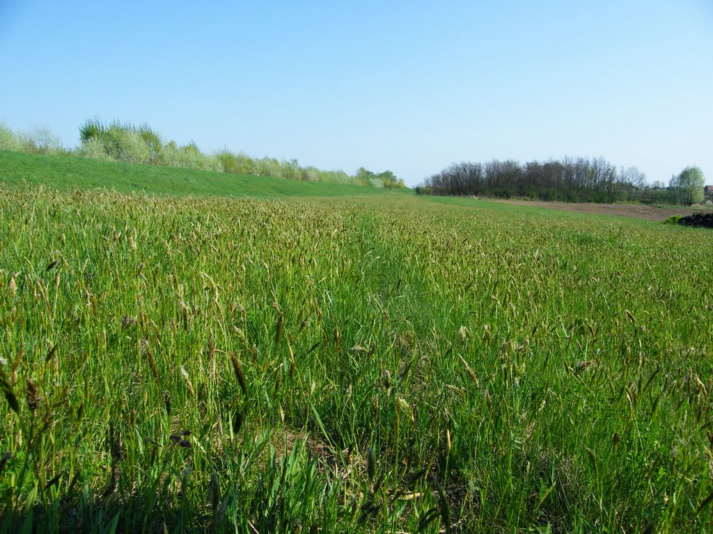 Töltés tavasszal