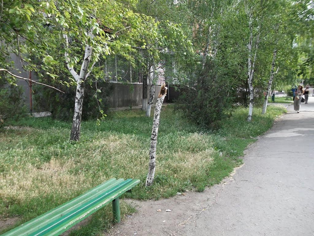 сломанная берёза в центре