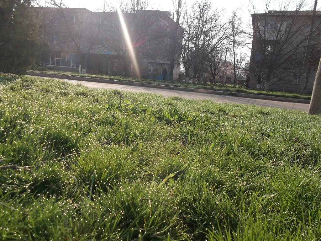 очень красивая роса на траве